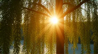 A Blush of Sunlight: How Color Enhanced the Romantic Ideal