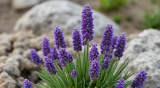 The Lavender Bloom of Remembrance: Mourning, Color, and Victorian Sentiment